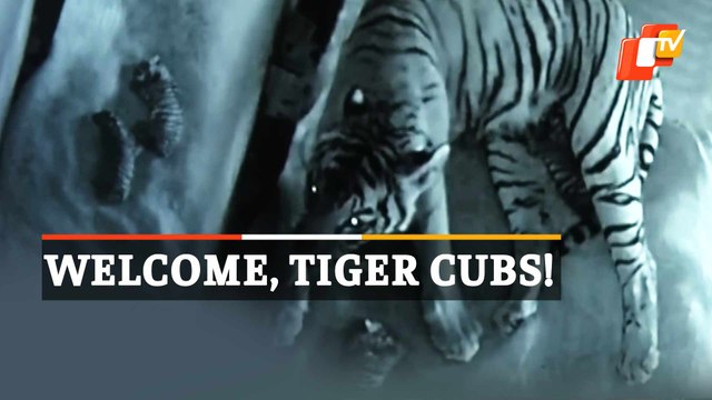 WATCH | Royal Bengal Tigress Gives Birth To Two Cubs At Assam State Zoo