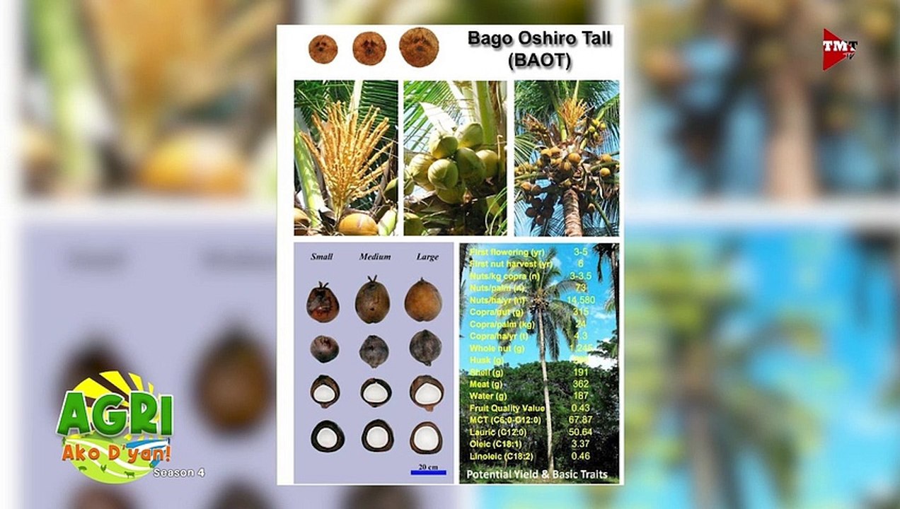 Coconut Industry