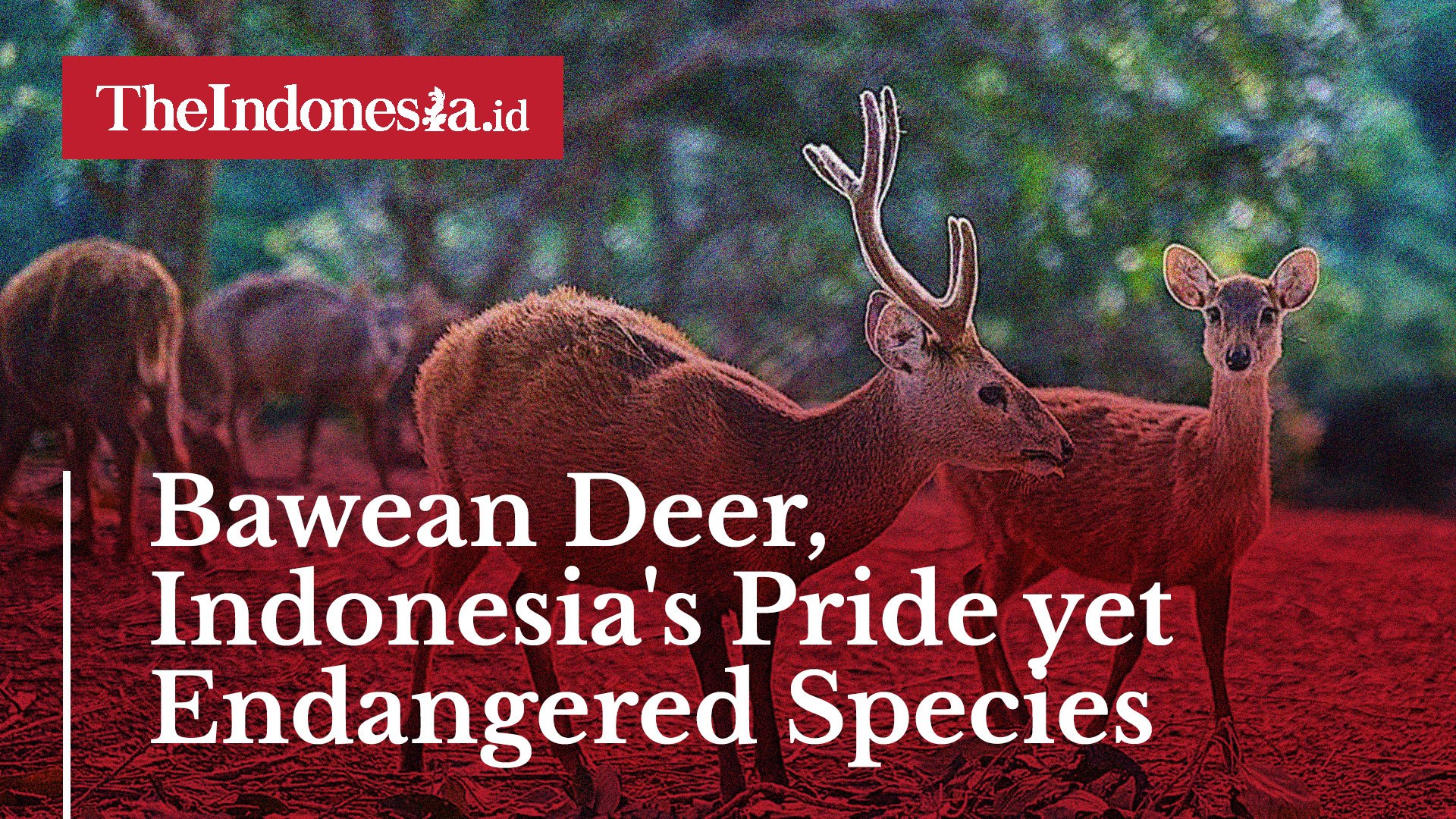 ⁣Bawean Deer, Indonesia's Pride yet Endangered Species
