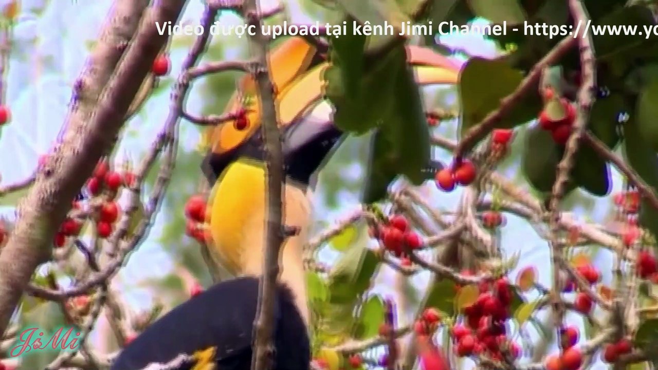 Chim hồng hoàng và hành vi bí ẩn làm tổ trong khoang cây bịt kín