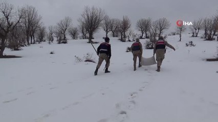 Jandarma ekipleri yaban hayvanlarını unutmadı: Doğaya yem bıraktı