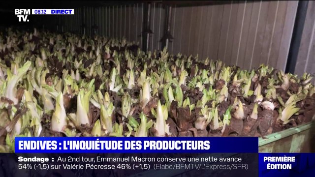 L'inquiétude des producteurs d'endives face à la flambée des prix