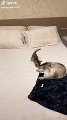 Angry Cat Attacking - Cat Fight Compilation