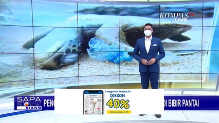 Makan Sampah Laut, 75 Persen Penyu Hijau dan 57 Persen Penyu Tempayan di Sharjah Mati!