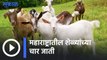 महाराष्ट्रातील शेळ्यांच्या चार जाती । Goat Breeds of Maharashtra | Sakal media |