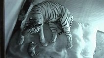 Nacen en un zoológico de La India dos tigres de Bengala, una especie en peligro de extinción