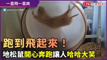 跑到飛起來！地松鼠超華麗少女跑姿笑翻網友