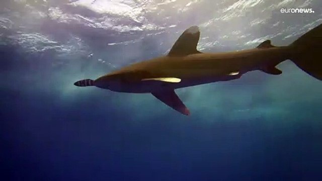 One Ocean Summit : sommet international sur la protection des océans à Brest