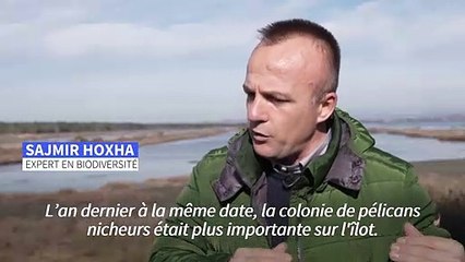 Albanie : des milliers d'oiseaux migrateurs manquent à l'appel