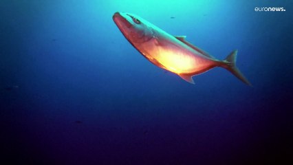 One Ocean - Frankreich empfängt zum Meeresschutzgipfel