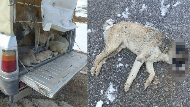 Yine Konya, yine köpek katliamı