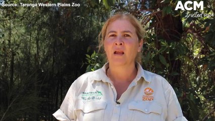 Скачать видео: New rhino calf born at Taronga Western Plains Zoo | November 16, 2021 | Daily Liberal