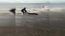 Antalya’da sahile yunus balığı vurdu... Hayatta tutabilmek için zamanla yarış kamerada