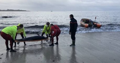 Un dauphin échoué sur une plage de Concarneau a été sauvé grâce à la mobilisation des habitants