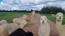 Alpacas Daily Liberal