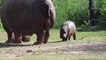 Hippo calf at Dubbo Zoo