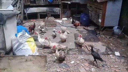 Usaha sampingan yang lagi banyak digeluti , Ternak Entok