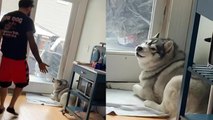 'Tenacious Husky won't stop howling until his owner lets him go outside '