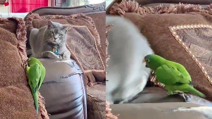 'Mischievous parrot forces tired cat to get off the couch *Try Not to Laugh*'