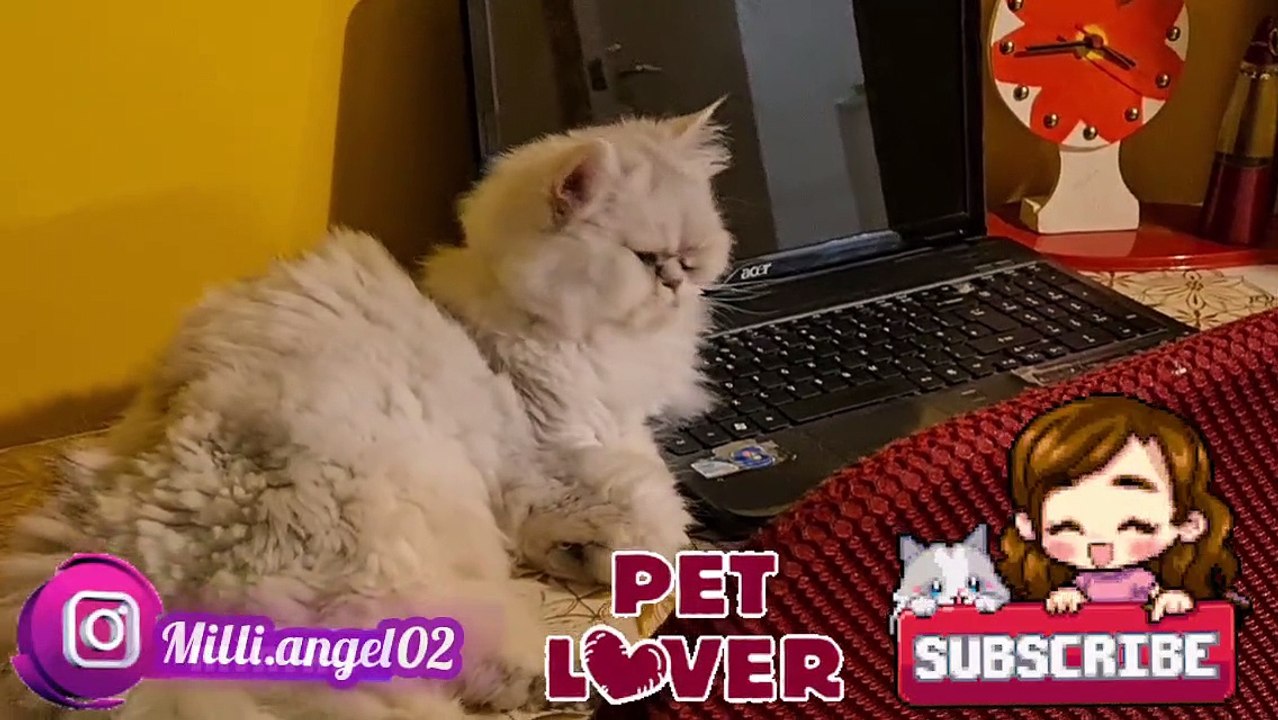 Pet lovers 