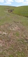 6 foot Brown snake spotted in the Southern Tablelands