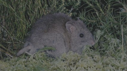 Aussie Ark broad-toothed rat