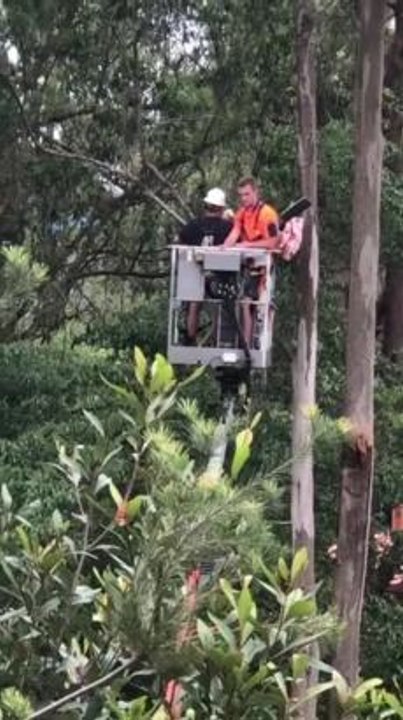 Koalas in Care rescuing koala attacked by a dog