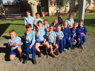 Blayney Chronicle: Lyndhurst Public School joins the Big Vegie Crunch!