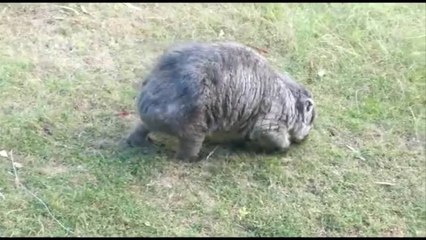 Wombats with mange