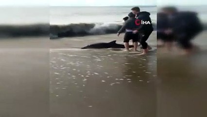 Antalya'da sahile vuran yunus balığını kurtarmak için zamanla yarıştılar