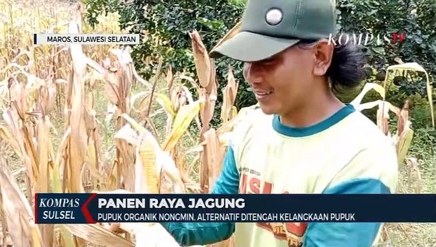 Pupuk Organik Nongmin, Dongkrak Hasil Panen Jagung Petani