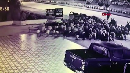 Cip sürüye daldı, 56 koyun 2 eşek öldü!