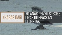Khabar Dari Pulau Pinang: 70 anak penyu spesies lipas dilepaskan di Gertak Sanggul
