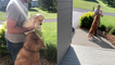 'Golden Retriever OVERWHELMED with EXCITEMENT while meeting new puppy for the first time '