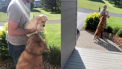 'Golden Retriever OVERWHELMED with EXCITEMENT while meeting new puppy for the first time '