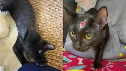 'Heartwarming mini-compilation of an injured cat getting taken care of '