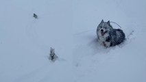 ''Swimming in snow' Playful dogs navigate through deep snow to return to owner '