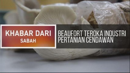 Khabar Dari Sabah: Beaufort teroka industri pertanian cendawan