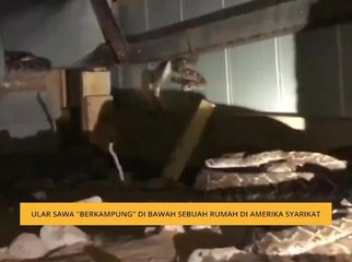 #Bualan 21 Mac: Ular sawa "berkampung" di bawah rumah di Amerika Syarikat