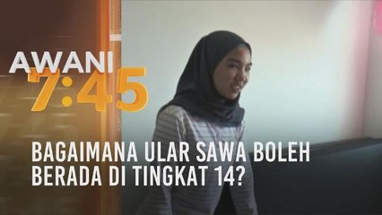 Bagaimana ular sawa boleh berada di tingkat 14?