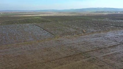 BALIKESİR - Gönen ve Manyas ovalarındaki çeltik tarlalarına "bereket" yağdı