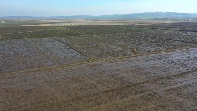 BALIKESİR - Gönen ve Manyas ovalarındaki çeltik tarlalarına bereket yağdı