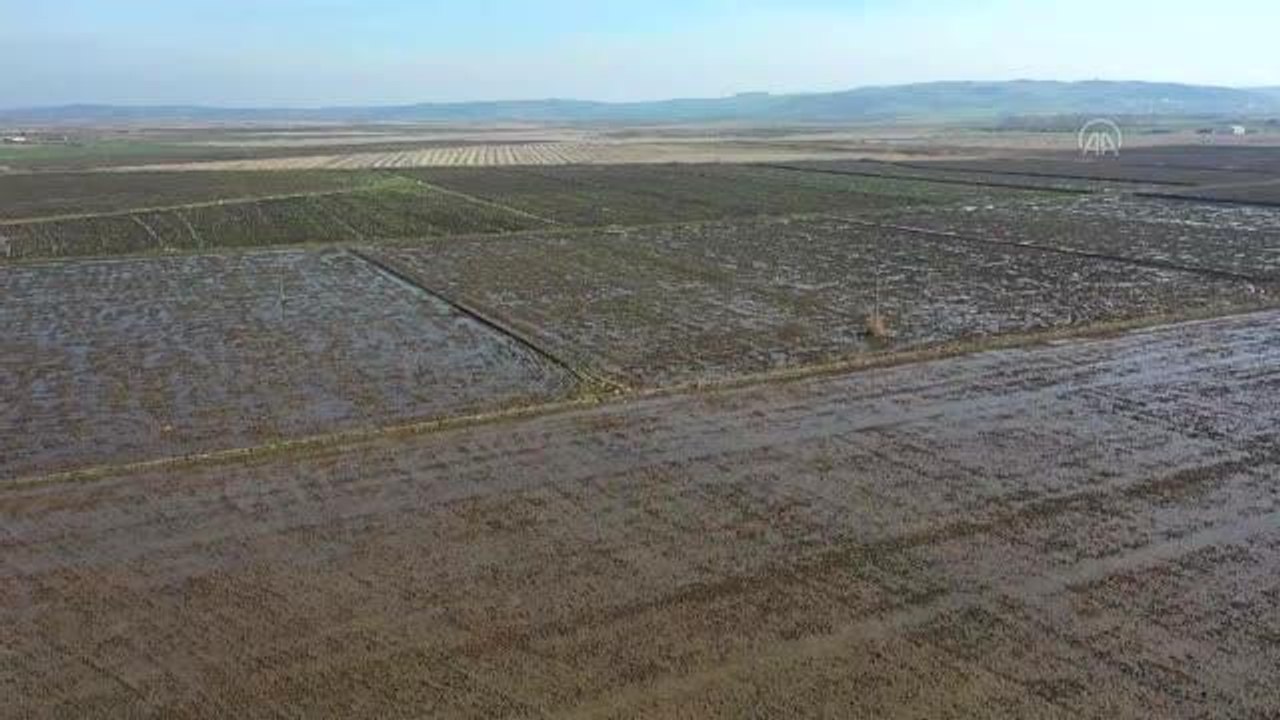 BALIKESİR - Gönen ve Manyas ovalarındaki çeltik tarlalarına "bereket" yağdı