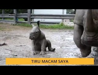 #Bualan 20 Mac: Tiru macam saya