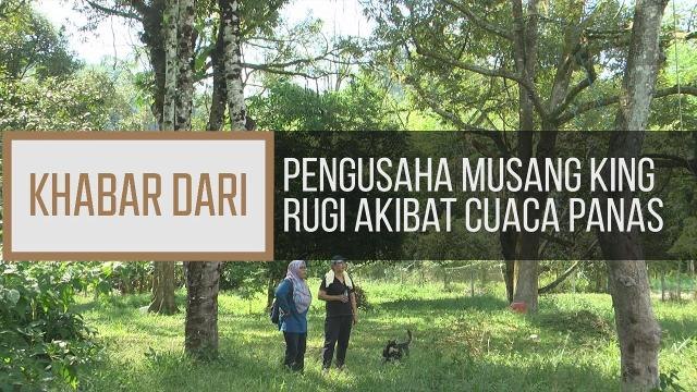 Khabar Dari Kelantan: Pengusaha musang king rugi akibat cuaca panas