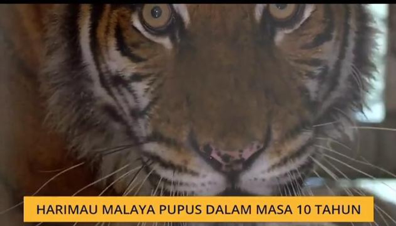 Teh Tarik AWANI 19 Mac: Harimau Malaya pupus dalam masa 10 tahun
