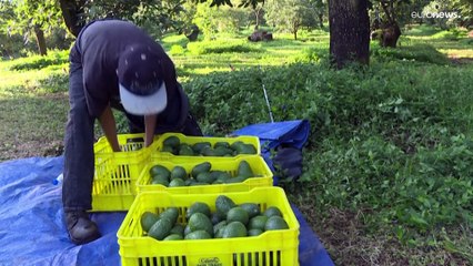 Guerra del aguacate entre Estados Unidos y México