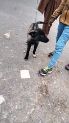 Dog Short Video By Kingdom Of Awais