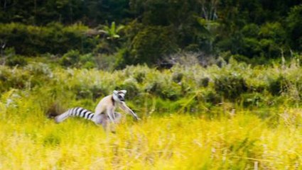 Island of Lemurs: Madagascar IMAX 3D - Trailer