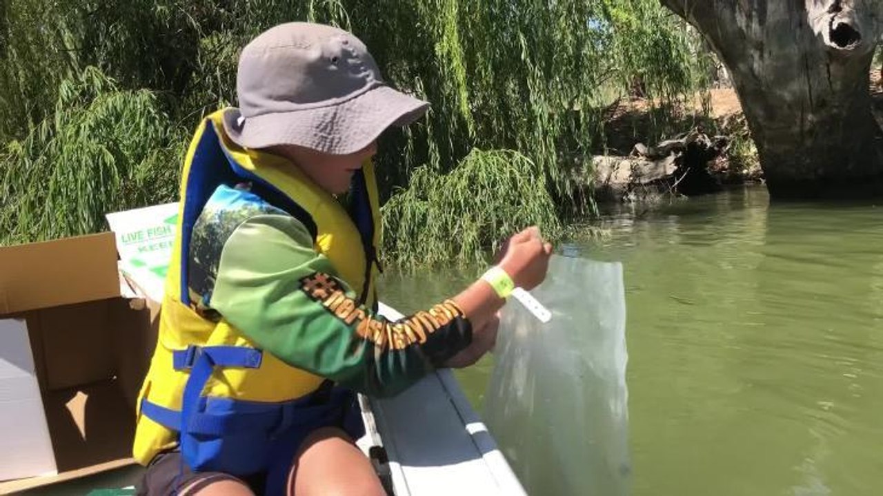 Bidgee Classic